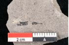 Foto (Detailansicht) von Plantae indet.  (NHMW-GEO-2024-0188-10176)
